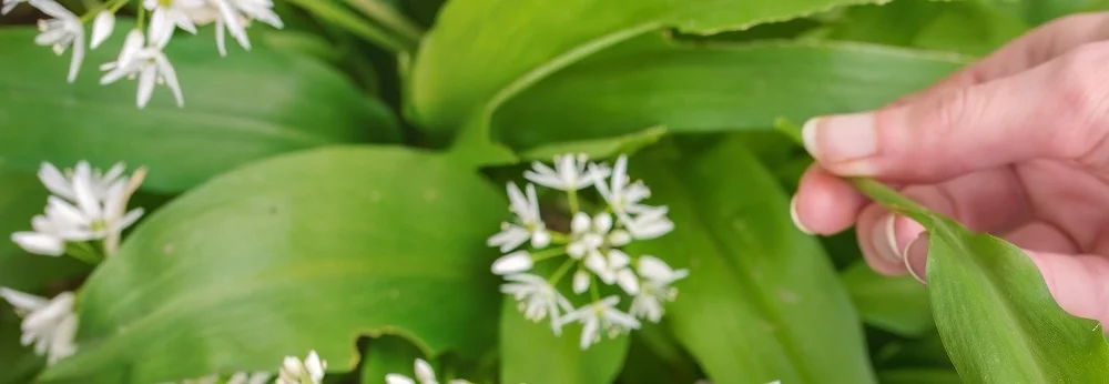 Hand pflückt Bärlauch